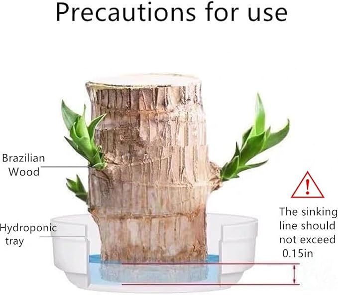 Brazilian Lucky Wood Plant Kit, Lucky Wood Doesn't Need to Wait to Sprout, Suitable for Home Office Desk Decor, Natural Air Cleaner (E)