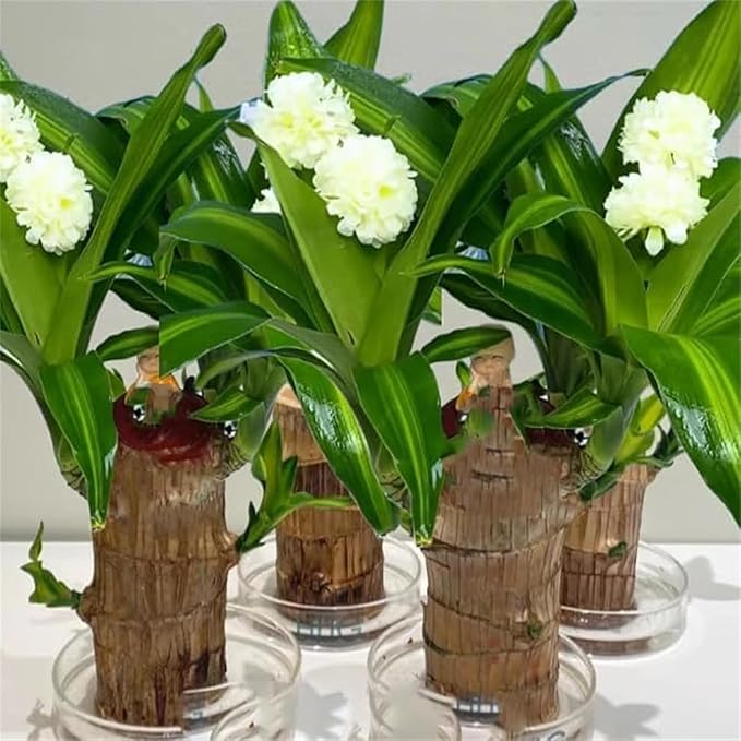 Brazilian Lucky Wood Plant Kit, Lucky Wood Doesn't Need to Wait to Sprout, Suitable for Home Office Desk Decor, Natural Air Cleaner (2D)