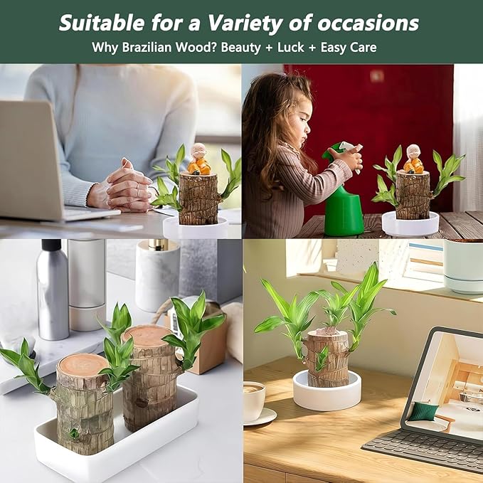 Brazilian Lucky Wood Plant Kit, Lucky Wood Doesn't Need to Wait to Sprout, Suitable for Home Office Desk Decor, Natural Air Cleaner (2F)