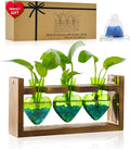 Nacome Plant Terrarium for Office Decor: Birthday Gifts for Plant Lovers Women Mom Wife - Wooden Stand Tabletop Planter 3 Bulb Glass Vase Heart Shaped for Hydroponics Indoor Home(Green)