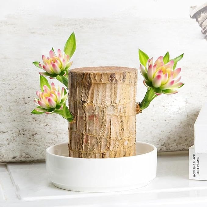 Brazilian Lucky Wood Plant Kit, Lucky Wood Doesn't Need to Wait to Sprout, Suitable for Home Office Desk Decor, Natural Air Cleaner (D)
