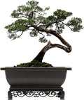 Cotta Planters Bonsai Pot – 2-Pack 11.5 Inch Bonsai Training Pot with Eelegant Stand – Antique Brown Bonsai Pots with Mesh Drainage – Luxurious Bonsai Tree Pots Indoor Made with Recycled Plastic