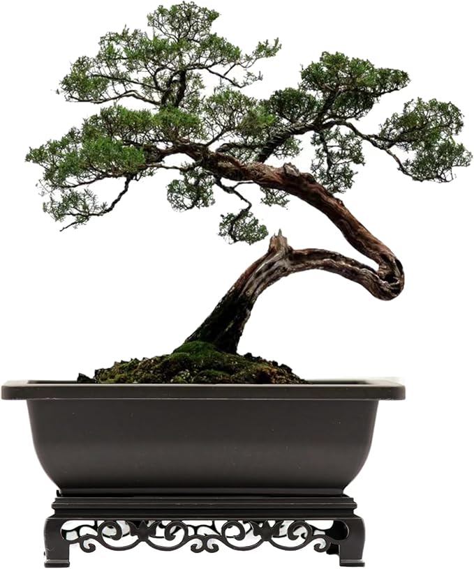 Cotta Planters Bonsai Pot – 2-Pack 11.5 Inch Bonsai Training Pot with Eelegant Stand – Antique Brown Bonsai Pots with Mesh Drainage – Luxurious Bonsai Tree Pots Indoor Made with Recycled Plastic
