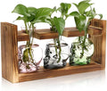 Plant Terrarium Propagation Stations Hydroponics Halloween Skull Planter Vase Skulls Decor with Wooden Stand Gife for Father