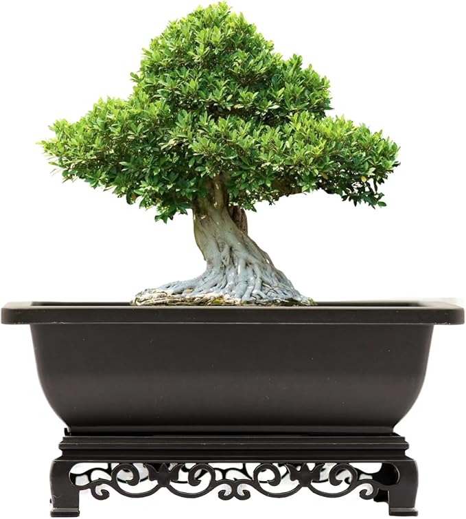 Cotta Planters Bonsai Pots 7.5 Inch Antique Brown Bonsai Training Pots with Elegant Stand 2-Pack with Mesh Drainage Luxurious Indoor Recycled Plastic Planters