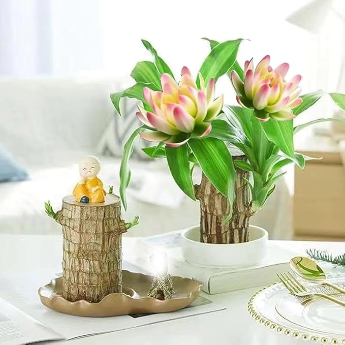 Brazilian Lucky Wood Plant Kit, Lucky Wood Doesn't Need to Wait to Sprout, Suitable for Home Office Desk Decor, Natural Air Cleaner (2C)