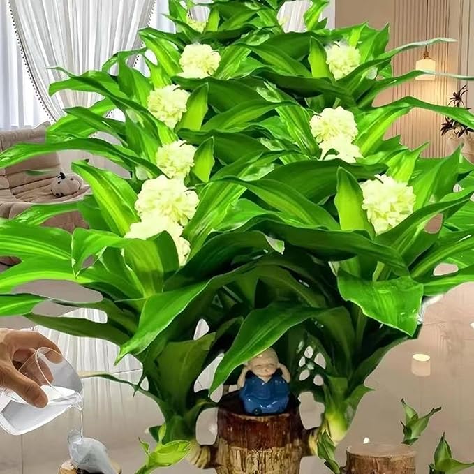 Brazilian Lucky Wood Plant Kit, Lucky Wood Doesn't Need to Wait to Sprout, Suitable for Home Office Desk Decor, Natural Air Cleaner (E)
