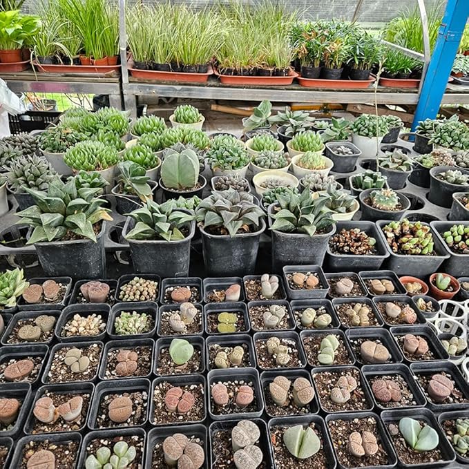 Small Plant Pots 3.5 Inch, 120 Pcs Nursery Pots with Drainage Holes, Durable Plastic Succulents Pots for Seedlings, Cuttings (Black)
