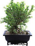 Cotta Planters Bonsai Pot – 2-Pack 14 Inch Large Bonsai Training Pot with Eelegant Stand – Rectangular Bonsai Pots with Mesh Drainage – Luxurious Bonsai Tree Pots Indoor Made with Recycled Plastic