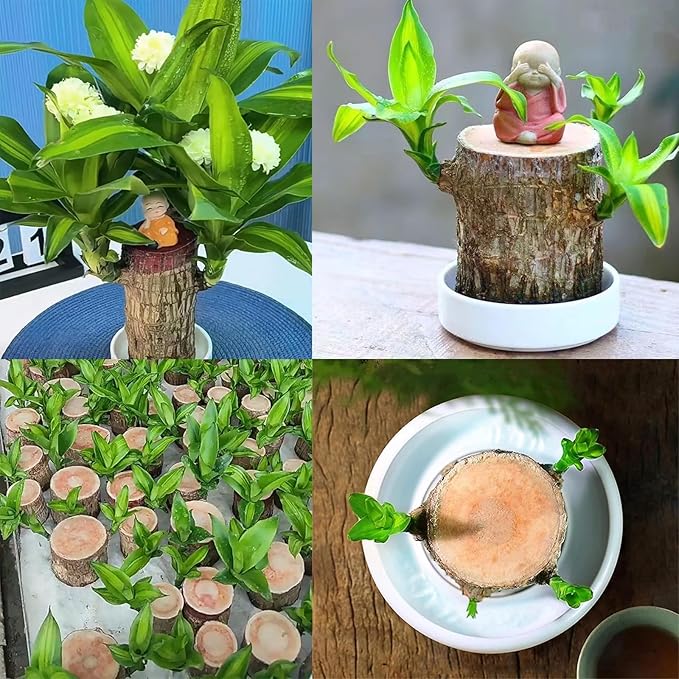 Brazilian Lucky Wood Plant Kit, Lucky Wood Doesn't Need to Wait to Sprout, Suitable for Home Office Desk Decor, Natural Air Cleaner (2C)