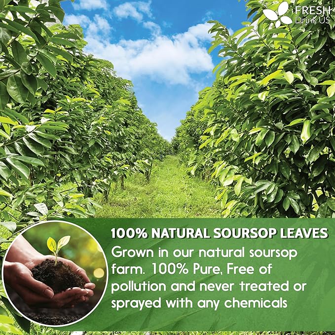 FreshDrinkUS, 120+ Premium Soursop Graviola Dried Leaves Tea, 40 Cups, 120-130 Natural Leaves, Whole Leaves, Wildcrafted, Graviola, Hoja Guanabana, Soursop Loose Leaf Herbal Tea, No Gluten, Vegan